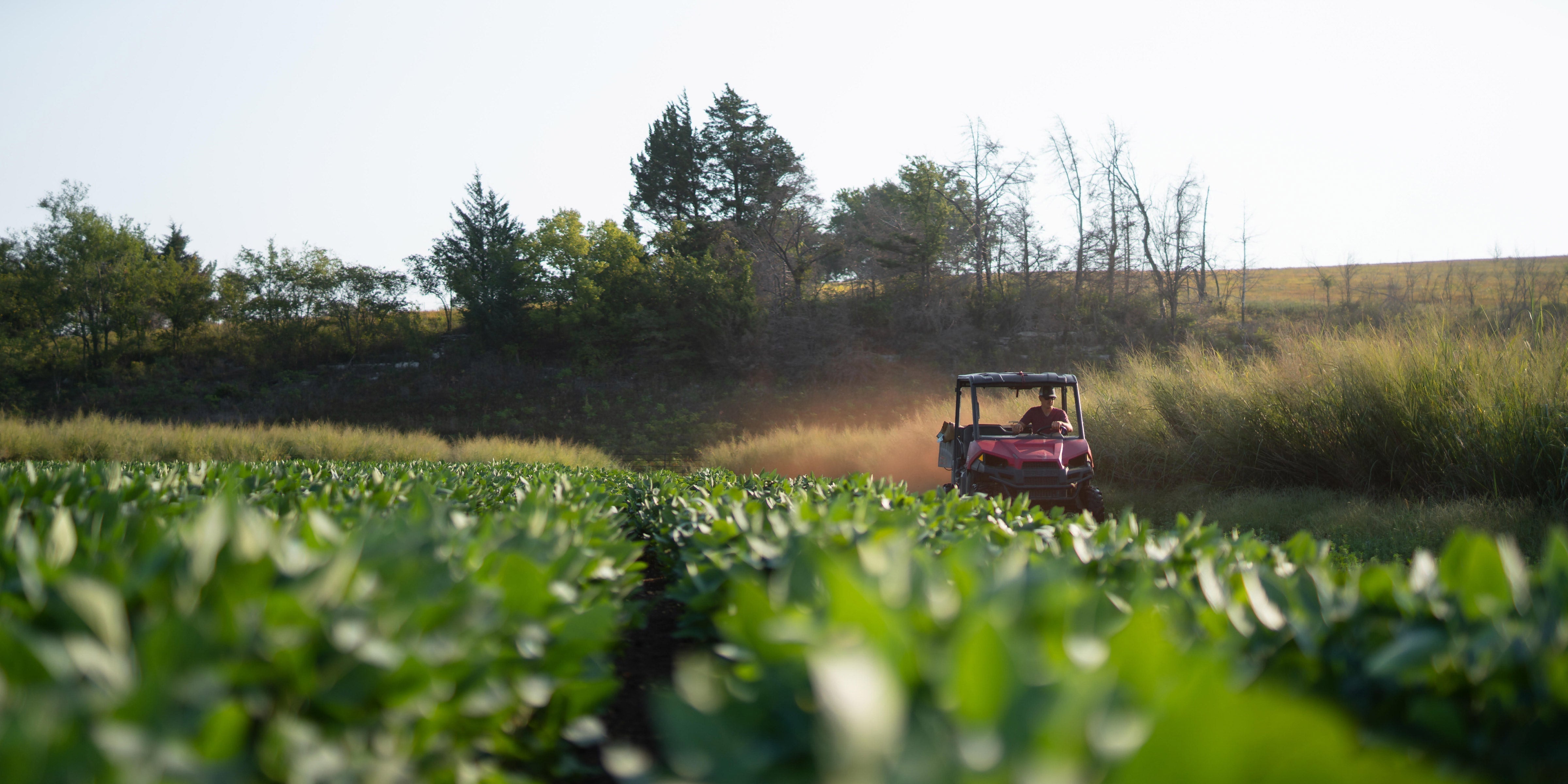 Choosing the Right Fertilizer for Fall Food Plots